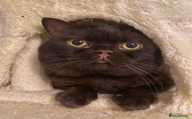British Shorthair cats - Advert 11