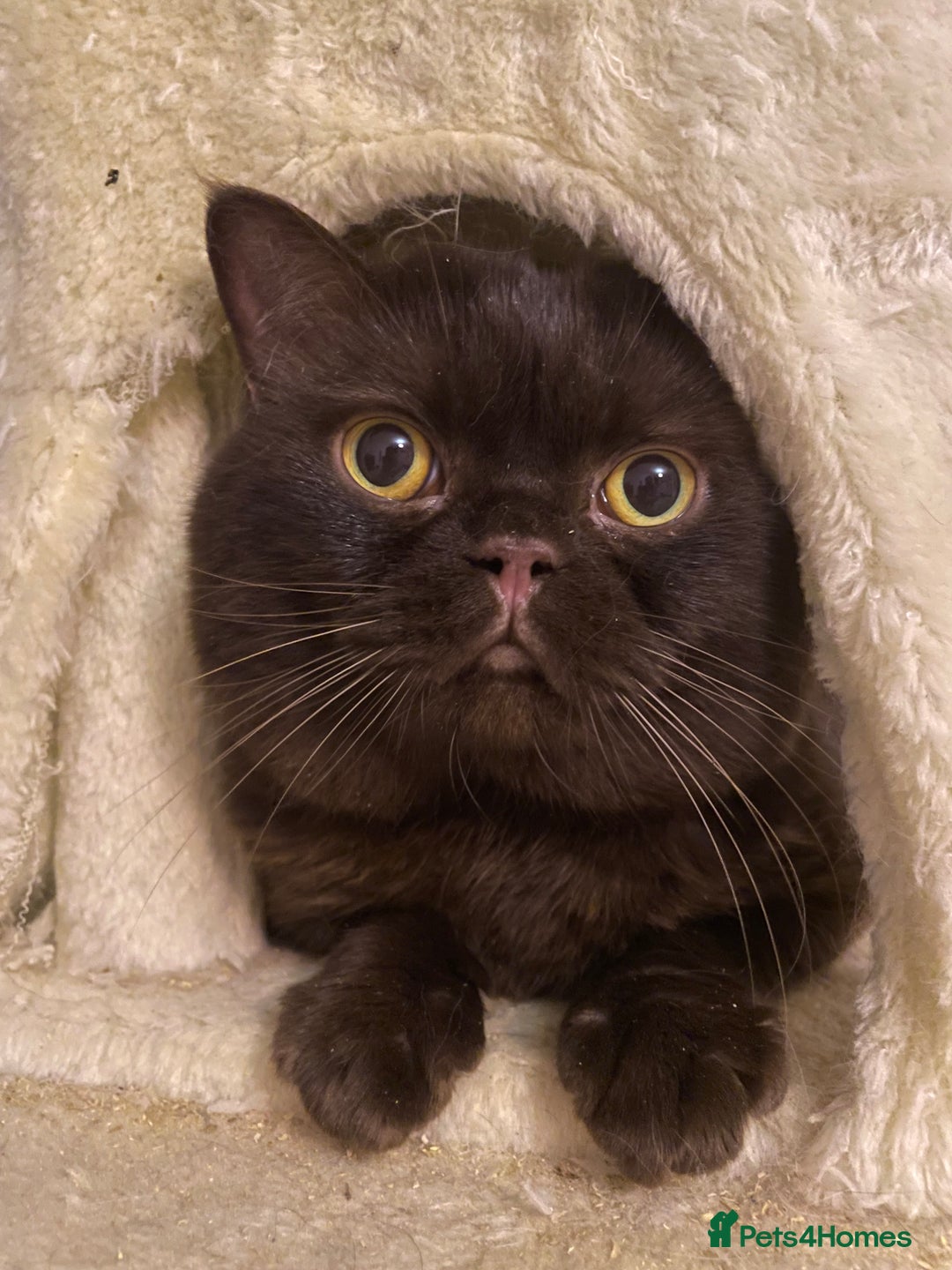 British Shorthair cats for stud: BRITISH SHORT HAIR STUD  - Image 1
