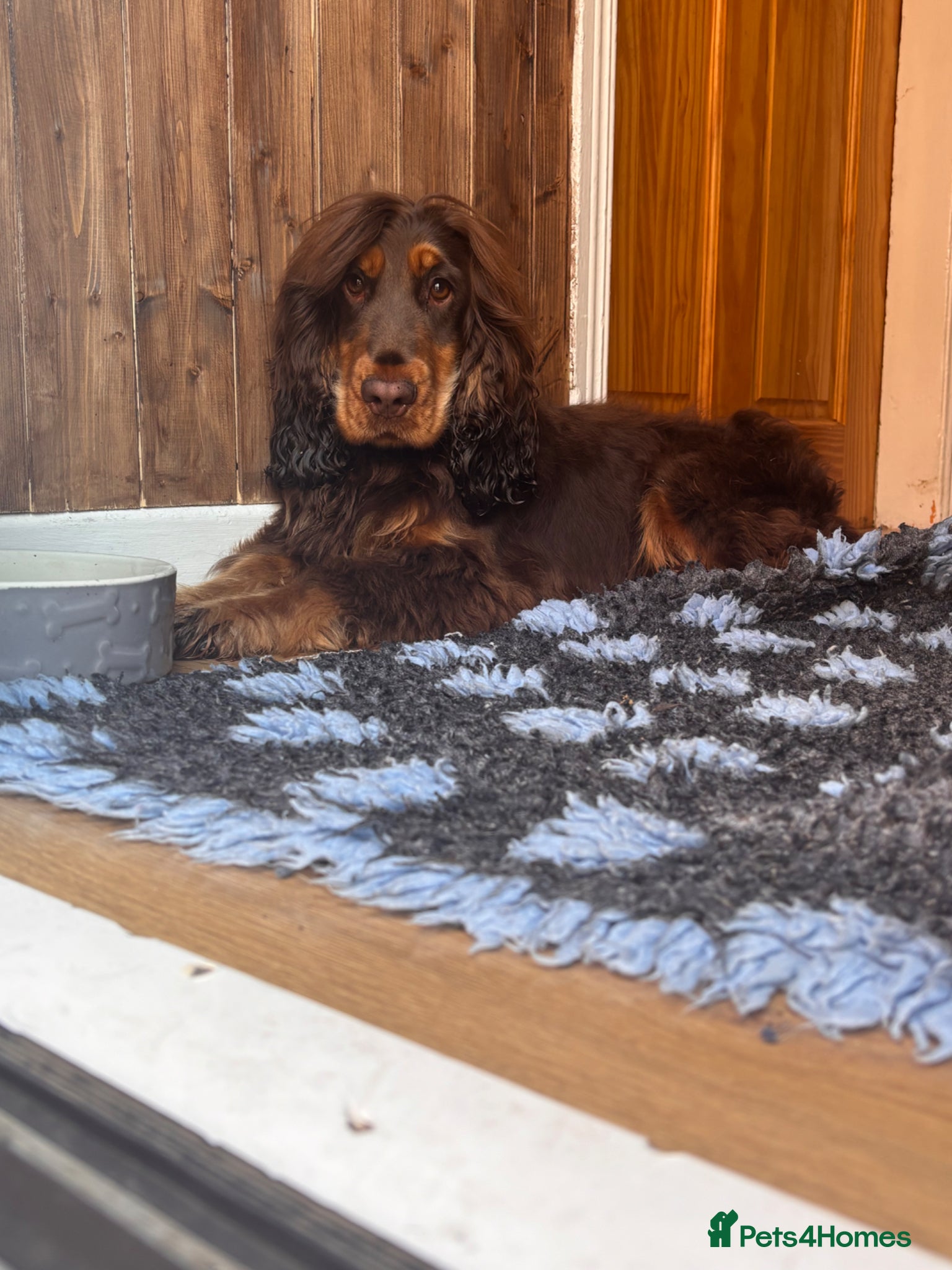 Cocker Spaniel dogs Choc&Tan show cocker stud - Advert 19