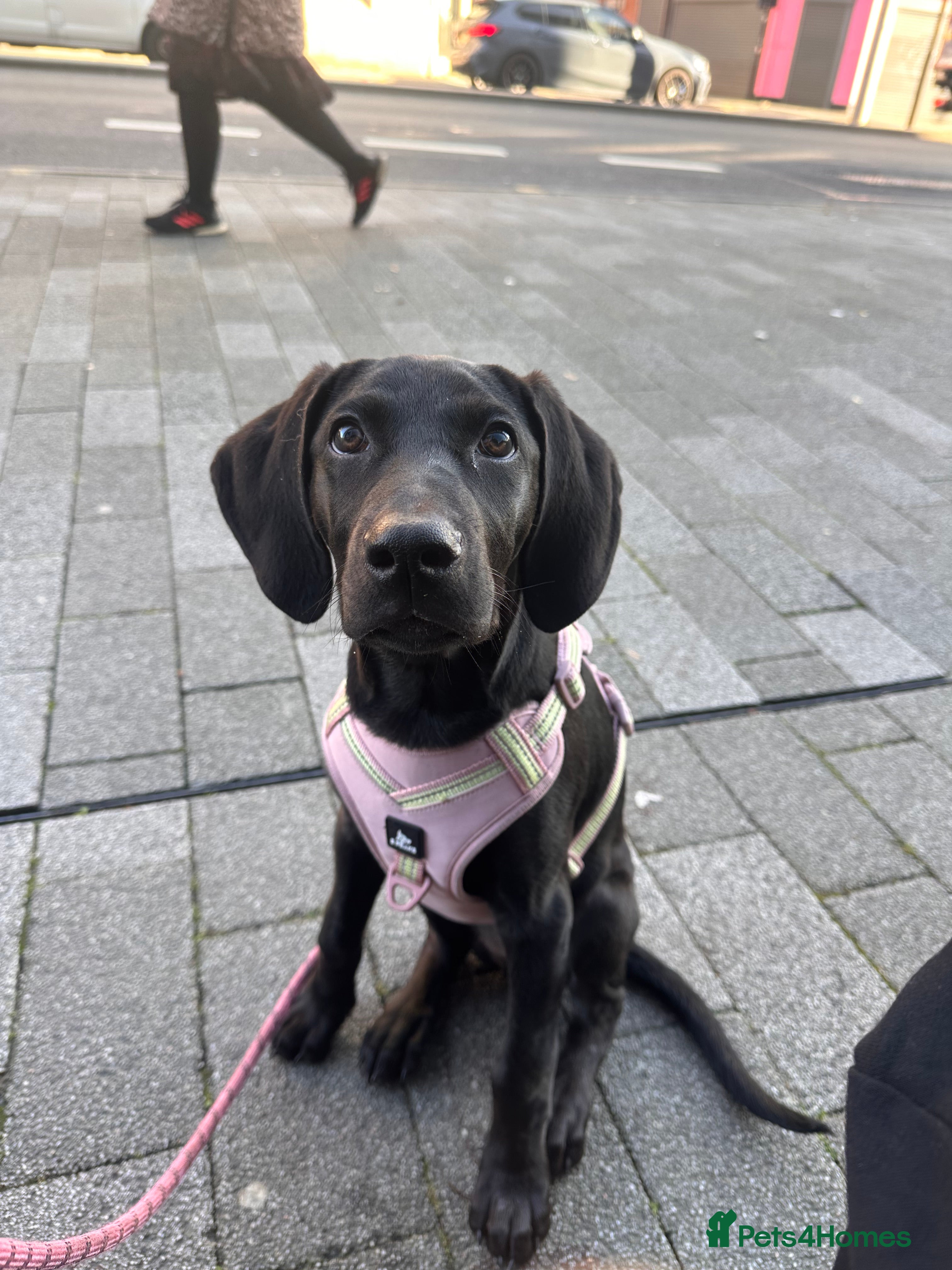 Mixed Breed dogs Doberman X Weimaraner  - Advert 1
