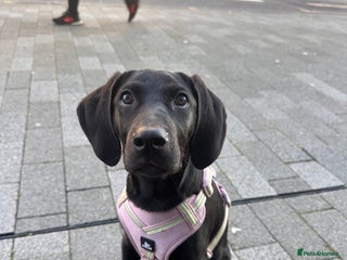 Mixed Breed dogs Doberman X Weimaraner - Advert 1