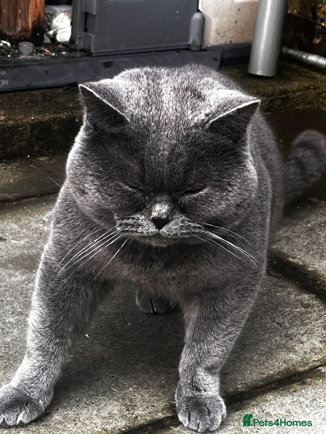 Brazilian Shorthair cats for stud: GCCF active boy for stud only £ **  - Advert 3