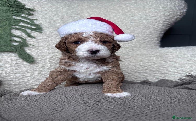 Double Doodle dogs Irish Doodle x Australian Labradoodle   - Advert 1