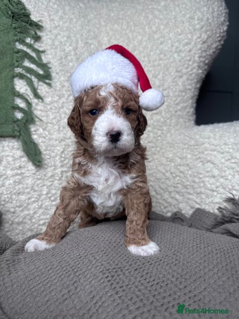 Double Doodle dogs Irish Doodle x Australian Labradoodle - Advert 1