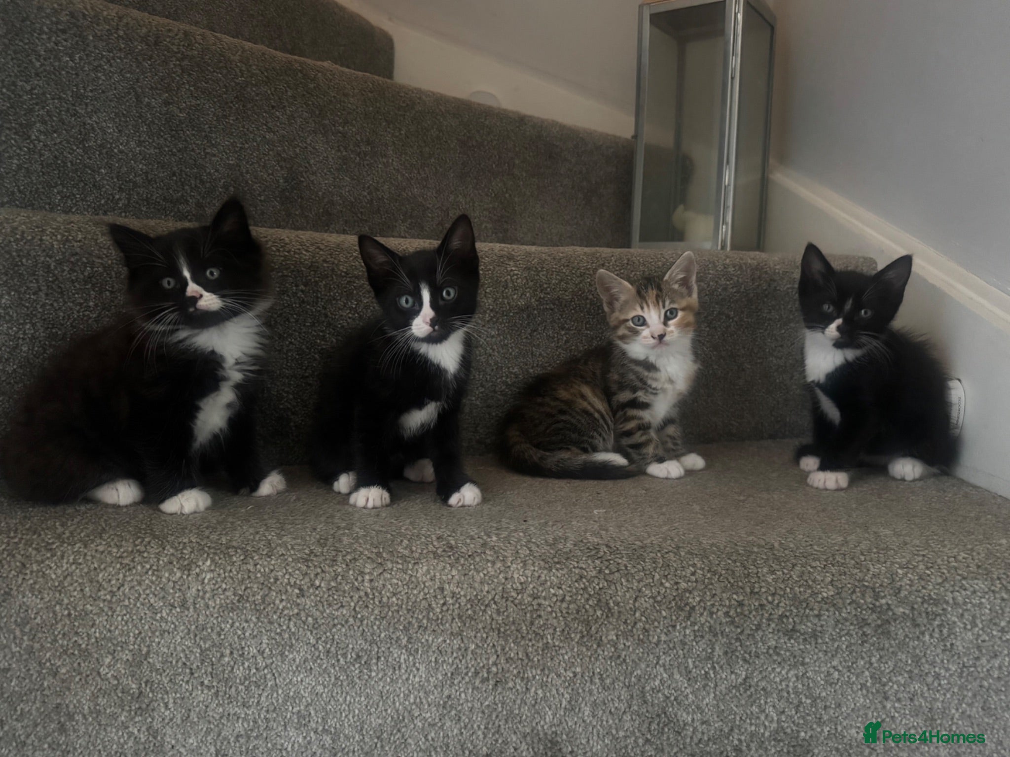 Mixed Breed cats Gorgeous kittens, mum is half rag doll. - Advert 1