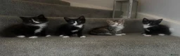 Mixed Breed cats for sale: Gorgeous kittens, mum is half rag doll. in Preston - Advert 1