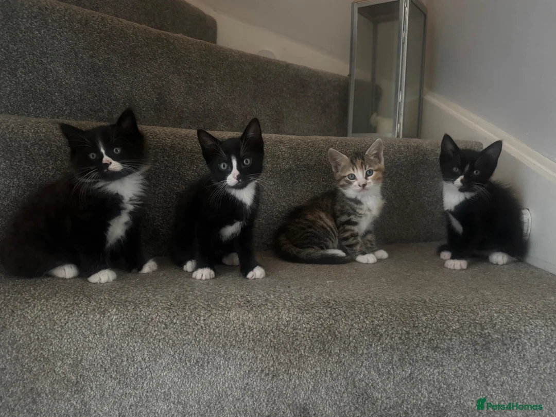 Mixed Breed cats for sale: Gorgeous kittens, mum is half rag doll. in Preston - Advert 1