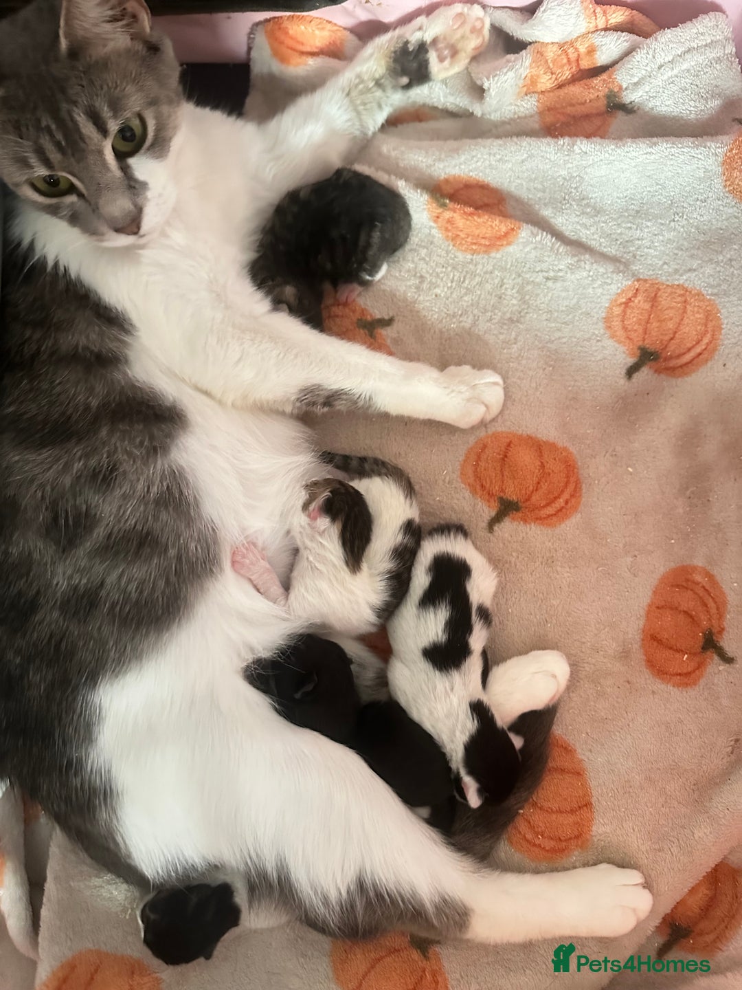 Domestic Shorthair cats for sale: short and long hair kittens ready to go - Image 16