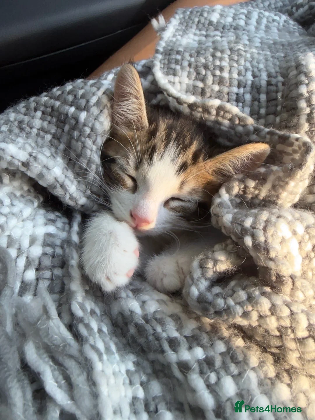 Mixed Breed cats for sale: 10 Week Male kitten in Rugby - Advert 1