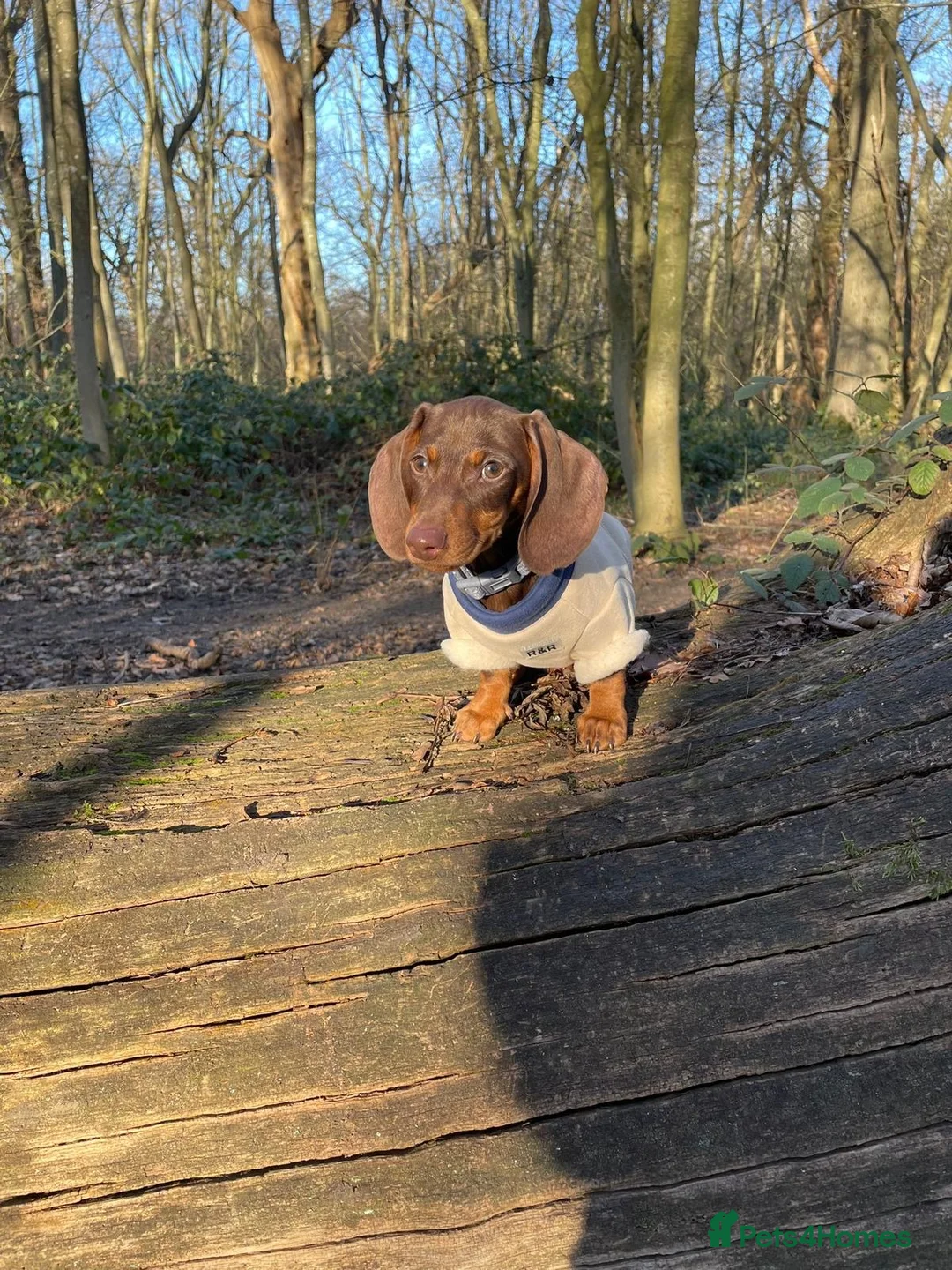 Dachshund dogs for sale: miniature Dutch hound - Advert 2