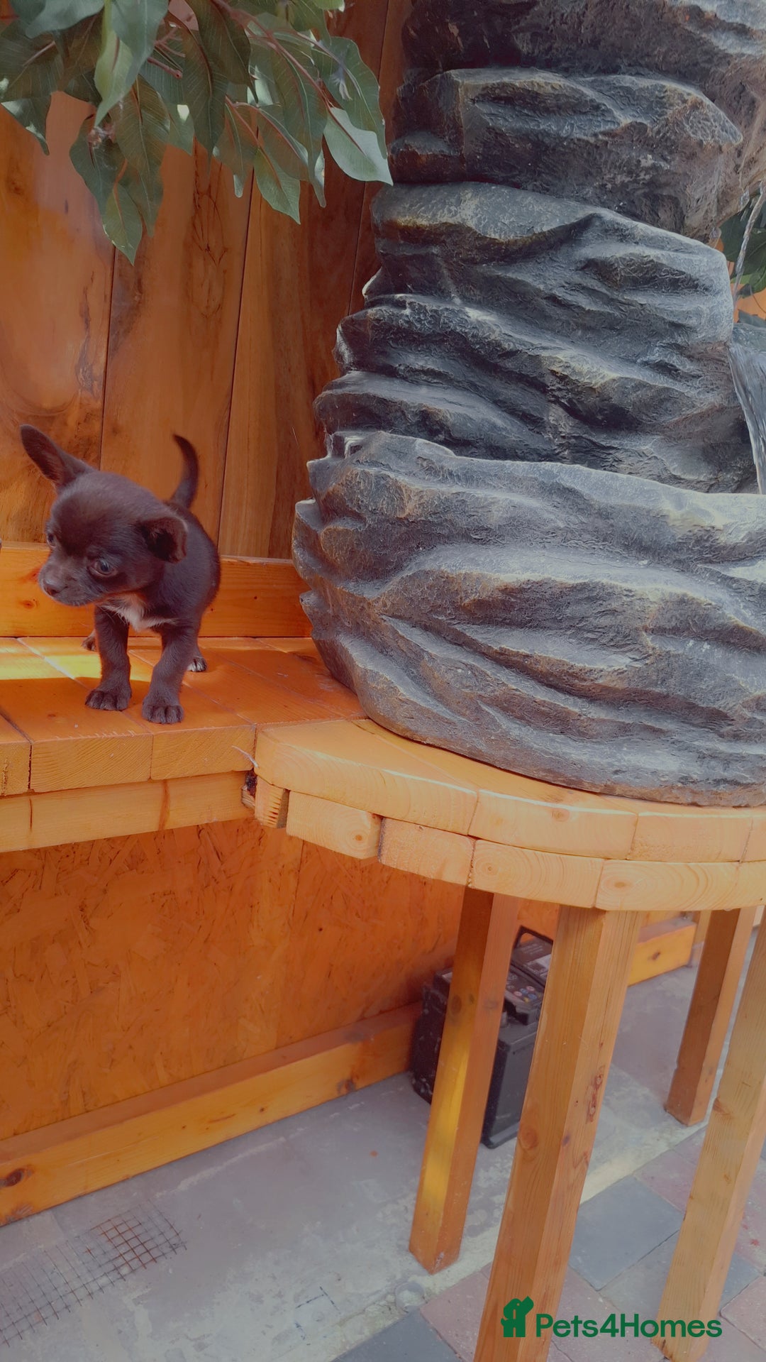 Mixed Breed dogs for sale: Chihuahua/Mix Boy Puppy for sale - Image 2