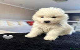 Samoyed dogs for sale: Samoyed puppies KC Registered Champions Bloodline  - Image 12