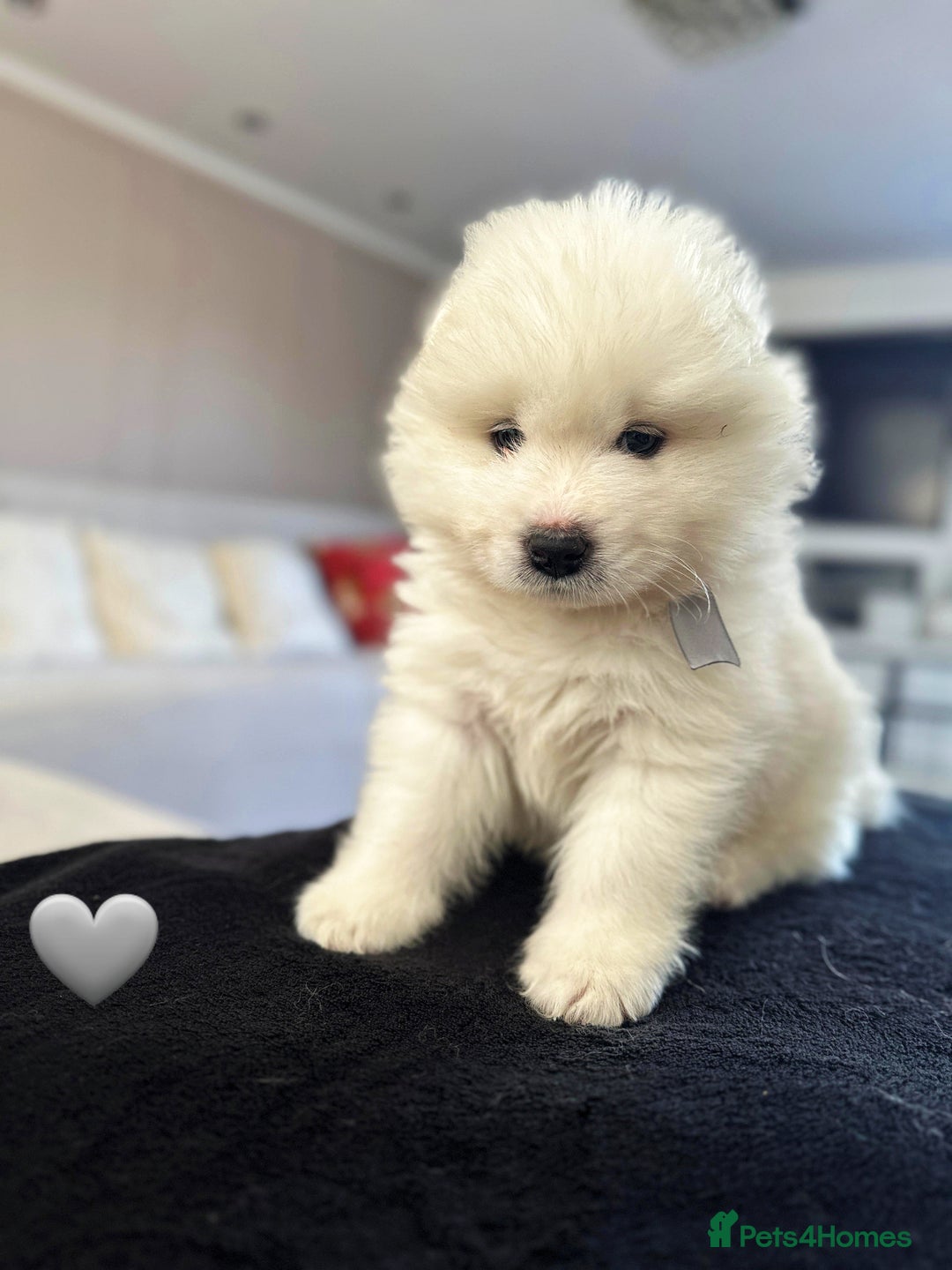 Samoyed dogs for sale: Samoyed puppies KC Registered Champions Bloodline  - Image 12