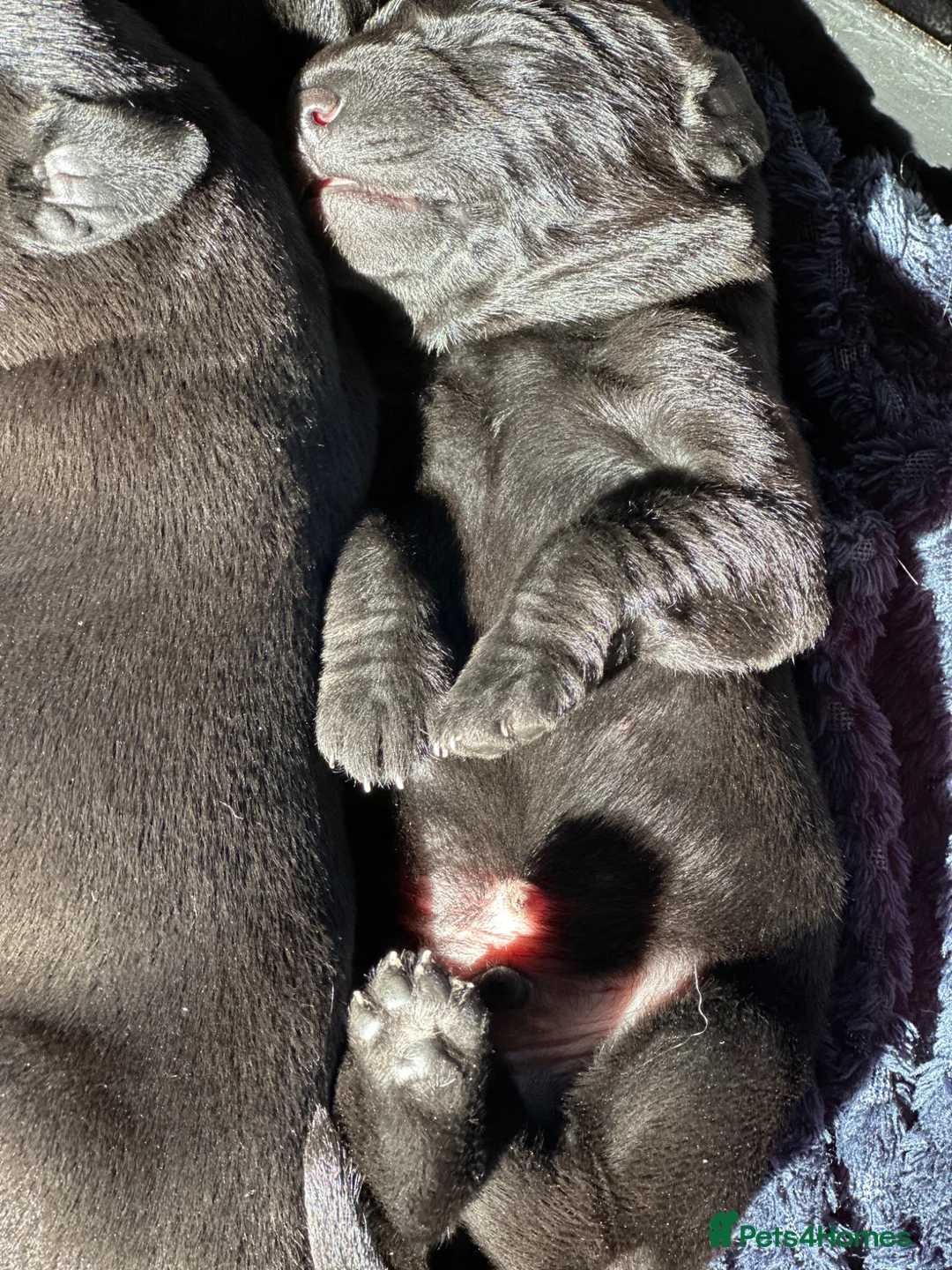 Labrador Retriever dogs for sale: Labrador puppies  in Banff - Advert 2