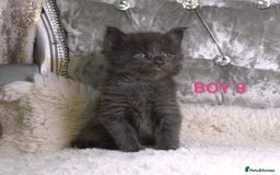 Maine Coon cats for sale: SHOW QUALITY MAINE COON KITTENS  - Image 10
