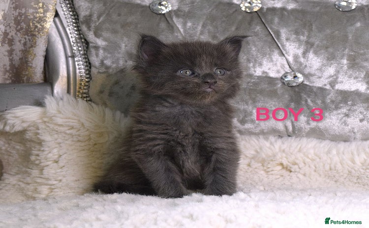 Maine Coon cats - Advert 10