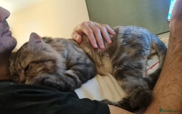 Mixed Breed cats for adoption: Rio wants warm cuddles and lots of fuss - Image 6