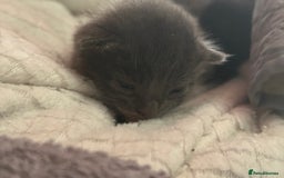 British Shorthair cats for sale: Two beautiful kittens for sale  - Image 4