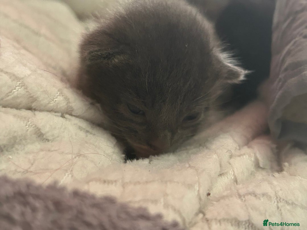 British Shorthair cats for sale: Two beautiful kittens for sale  - Image 4