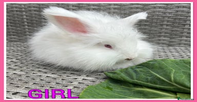 Angora rabbits English full faced Angora babies  - Advert 7