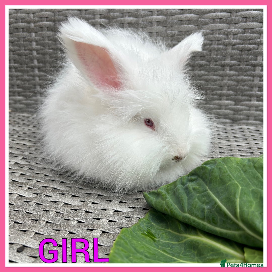 Angora rabbits for sale: English full faced Angora babies  - Image 3