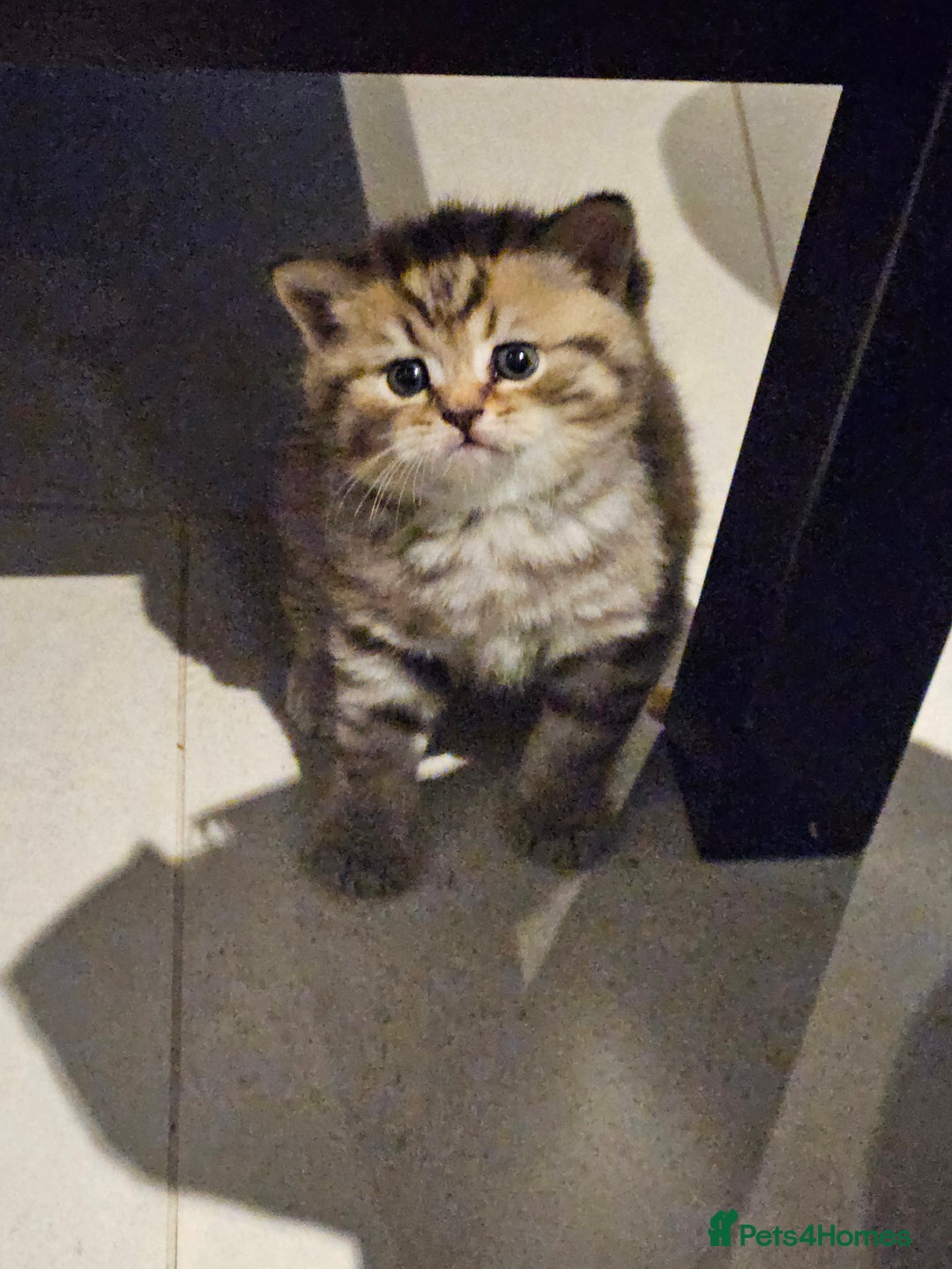British Shorthair cats for sale: GCCF Active British Shorthair Kittens  - Image 4