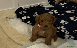 Cockapoo dogs for sale: Miniature cockapoos  - Image 2