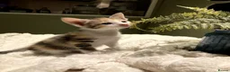 Mixed Breed cats for sale: New batch of Cuties in Basingstoke - Advert 18