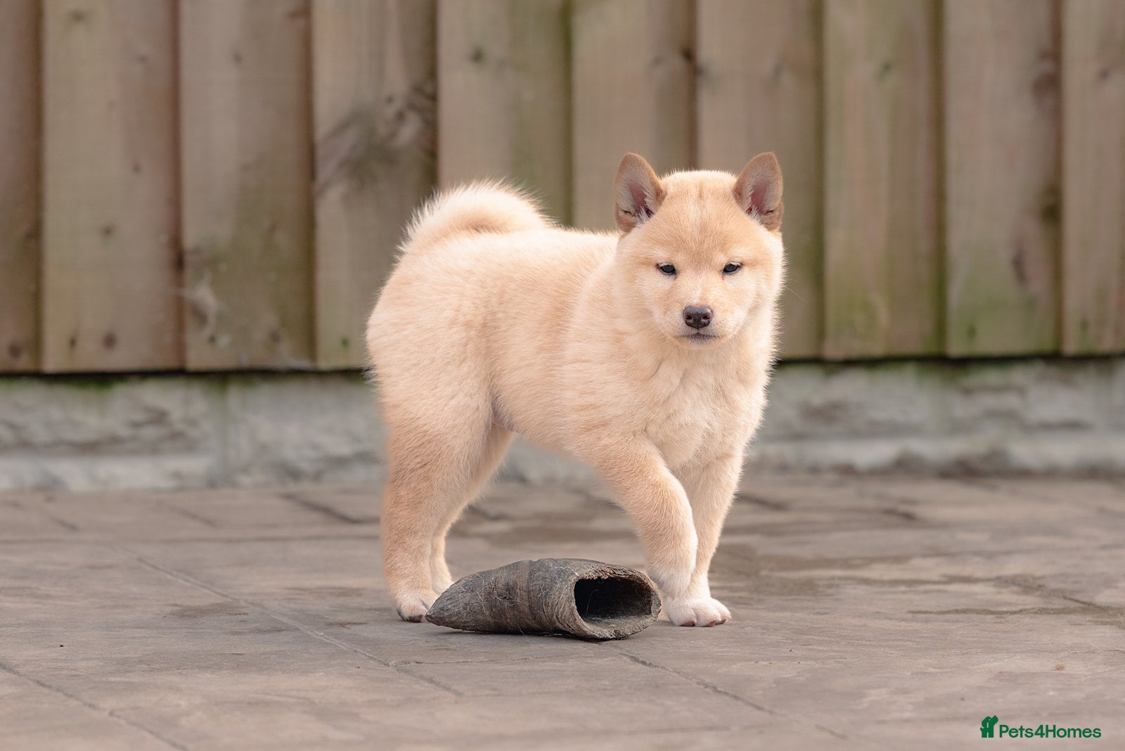 Japanese Shiba Inu dogs Shiba Inu Puppies – Top European Bloodlines UK KC - Advert 6