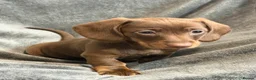 Miniature Dachshund dogs for sale: Long haired Miniature dachshund  - Advert 11
