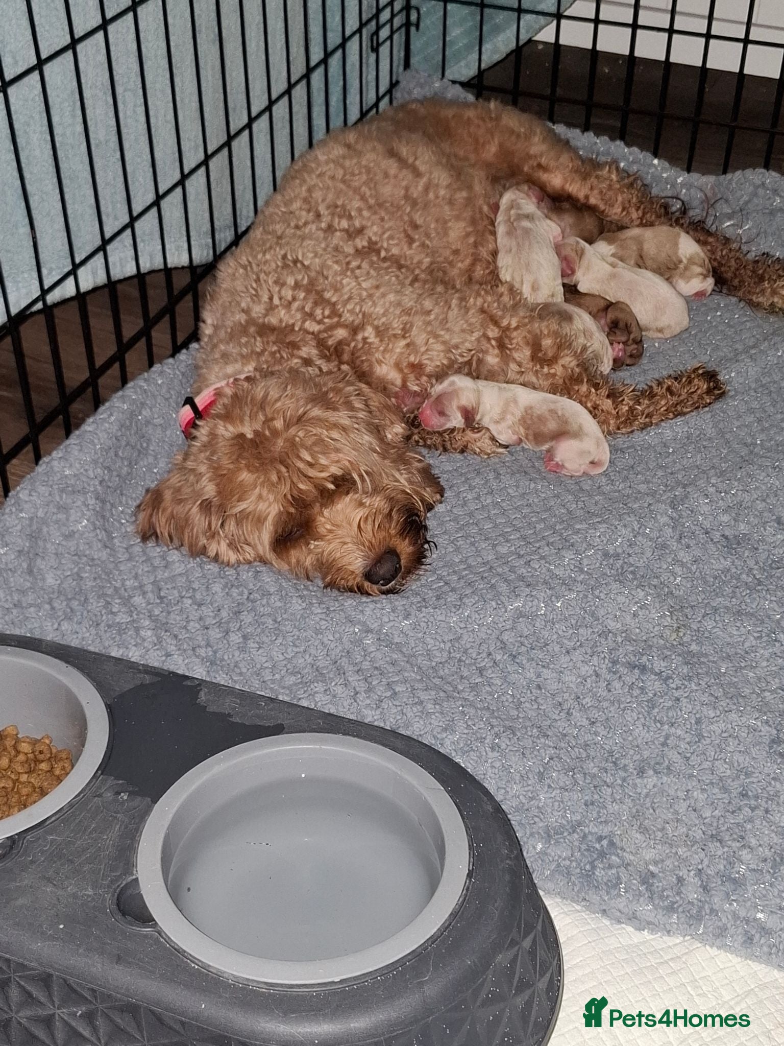 Cavapoo dogs Cavapoo flb  - Advert 1