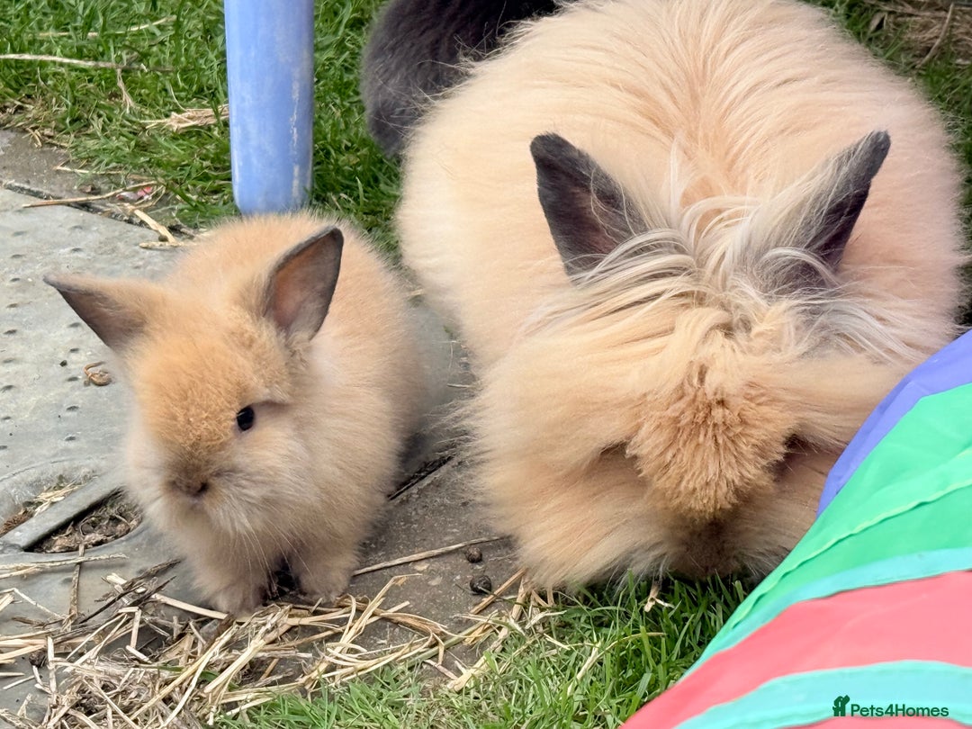 Lionhead rabbits for sale: Teddy Double & Single Lionhead Price starts at £35 - Image 38