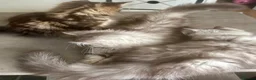 Persian cats for sale: 2 BOYS LEFT  - Advert 14