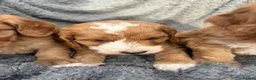 Cockapoo dogs for sale: Lovely red F1 cockerpoo's - Advert 8