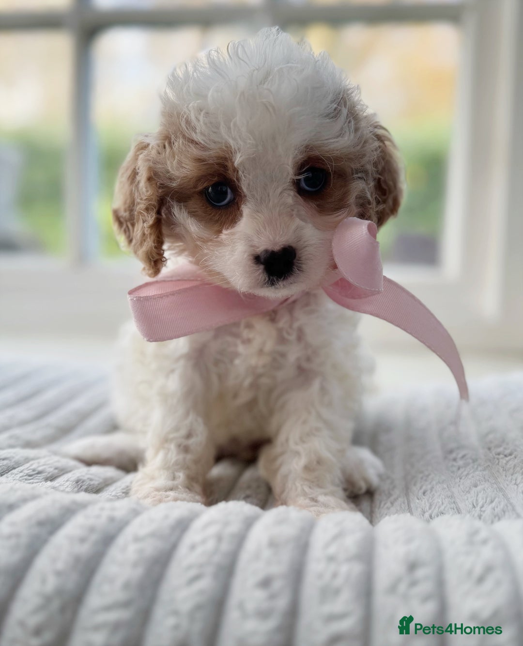 Cavapoochon dogs for sale: Cavapoochon puppies ready to leave 23 December  - Advert 13