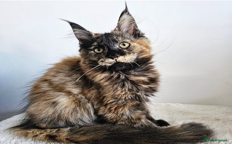 Maine Coon cats - Advert 2