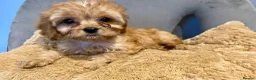 Cavapoo dogs for sale: F1 Toy Cavapoo puppies  - Advert 3