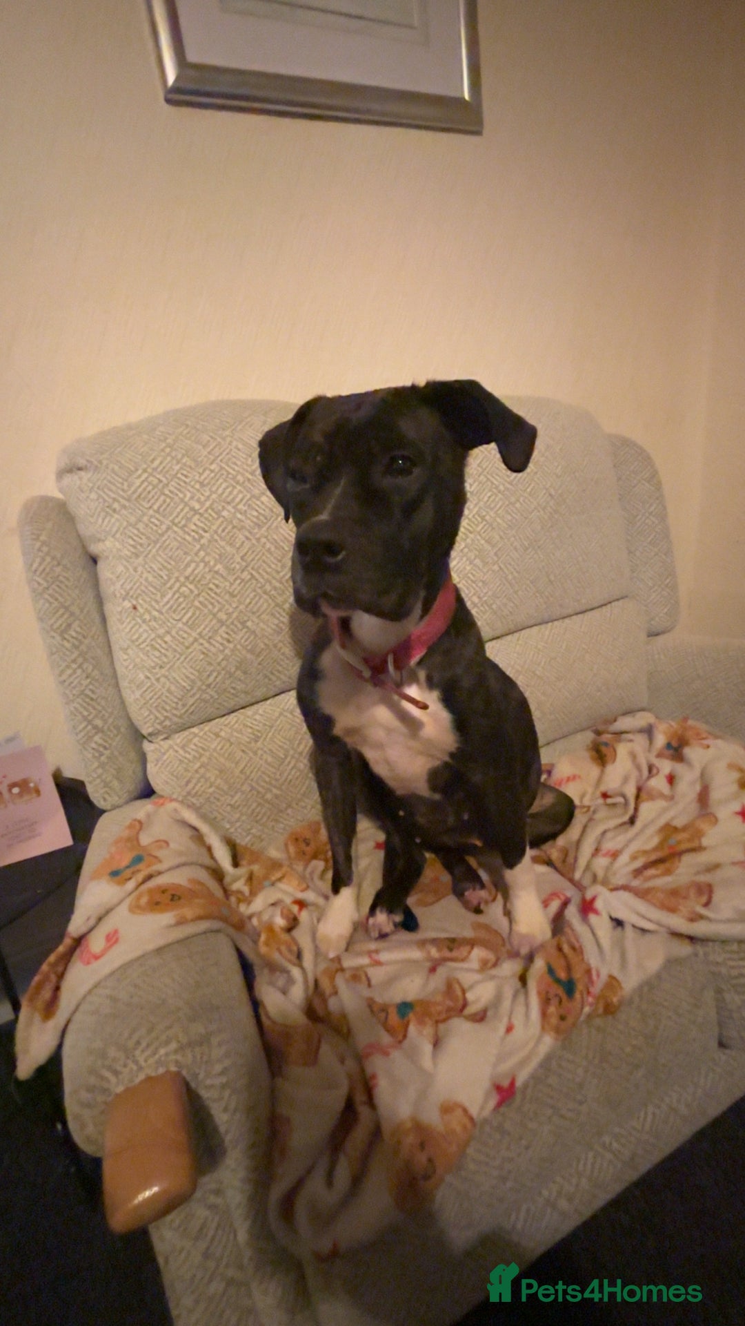 Mixed Breed dogs for sale: Belle - Advert 1