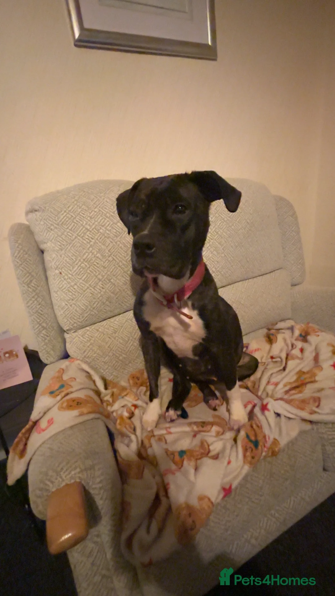 Mixed Breed dogs for sale: Belle - Advert 1