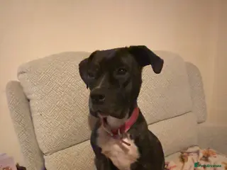 Mixed Breed dogs Belle - Advert 13