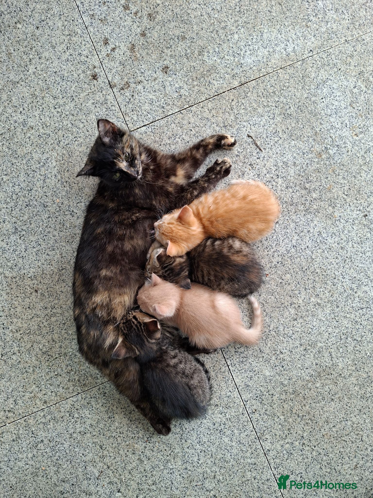 British Shorthair cats 3 kittens 2 male and one female.   - Advert 3