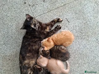 British Shorthair cats 3 kittens 2 male and one female. - Advert 1