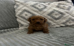 Maltipoo dogs for sale: ✨ Adorable Tiny Maltipoo Puppies For Sale! ✨  - Image 1