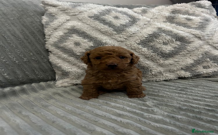 Maltipoo dogs - Advert 3