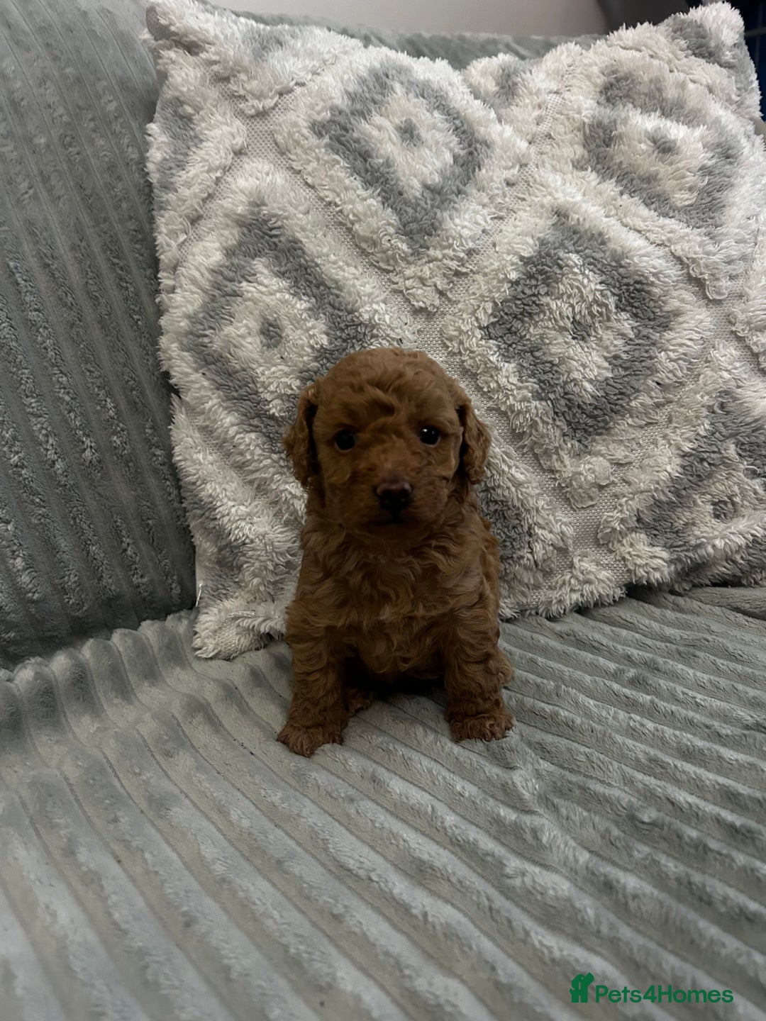 Maltipoo dogs for sale: ✨ Adorable Tiny Maltipoo Puppies For Sale! ✨  - Image 1
