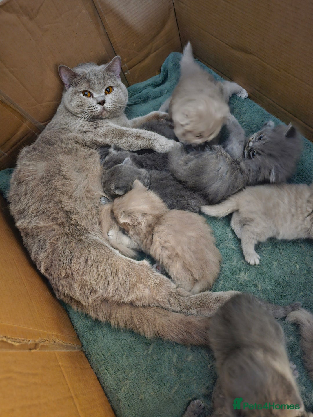 British Shorthair cats for sale: British shorthair and longhair  - Image 25
