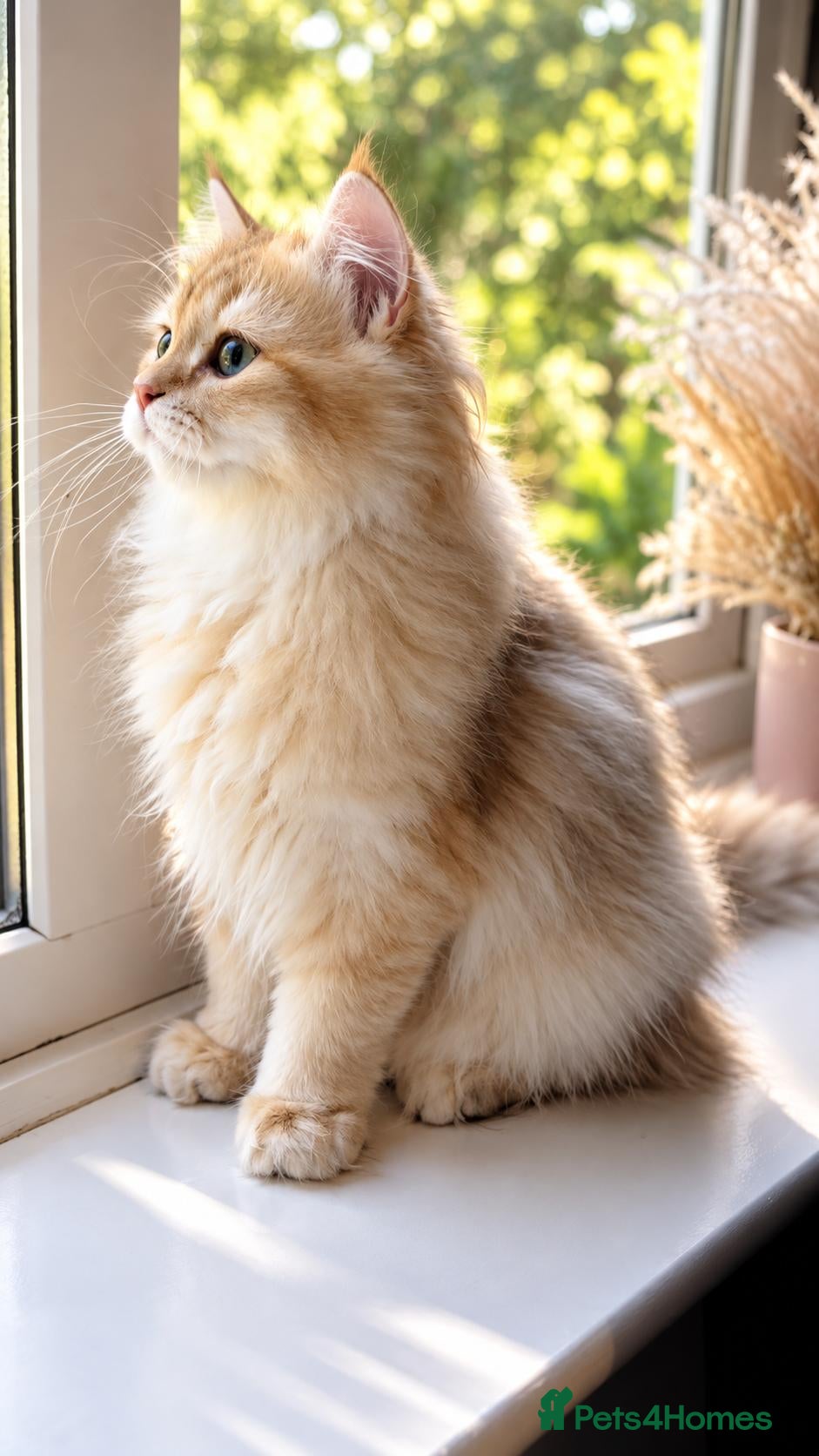 British Longhair cats Gorgeous GCCF Chocolate Golden British Longhair - Advert 2