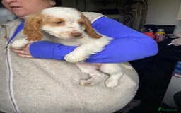 Cocker Spaniel dogs for sale: My pups🐾 fection show type cocker spaniel  - Advert 4