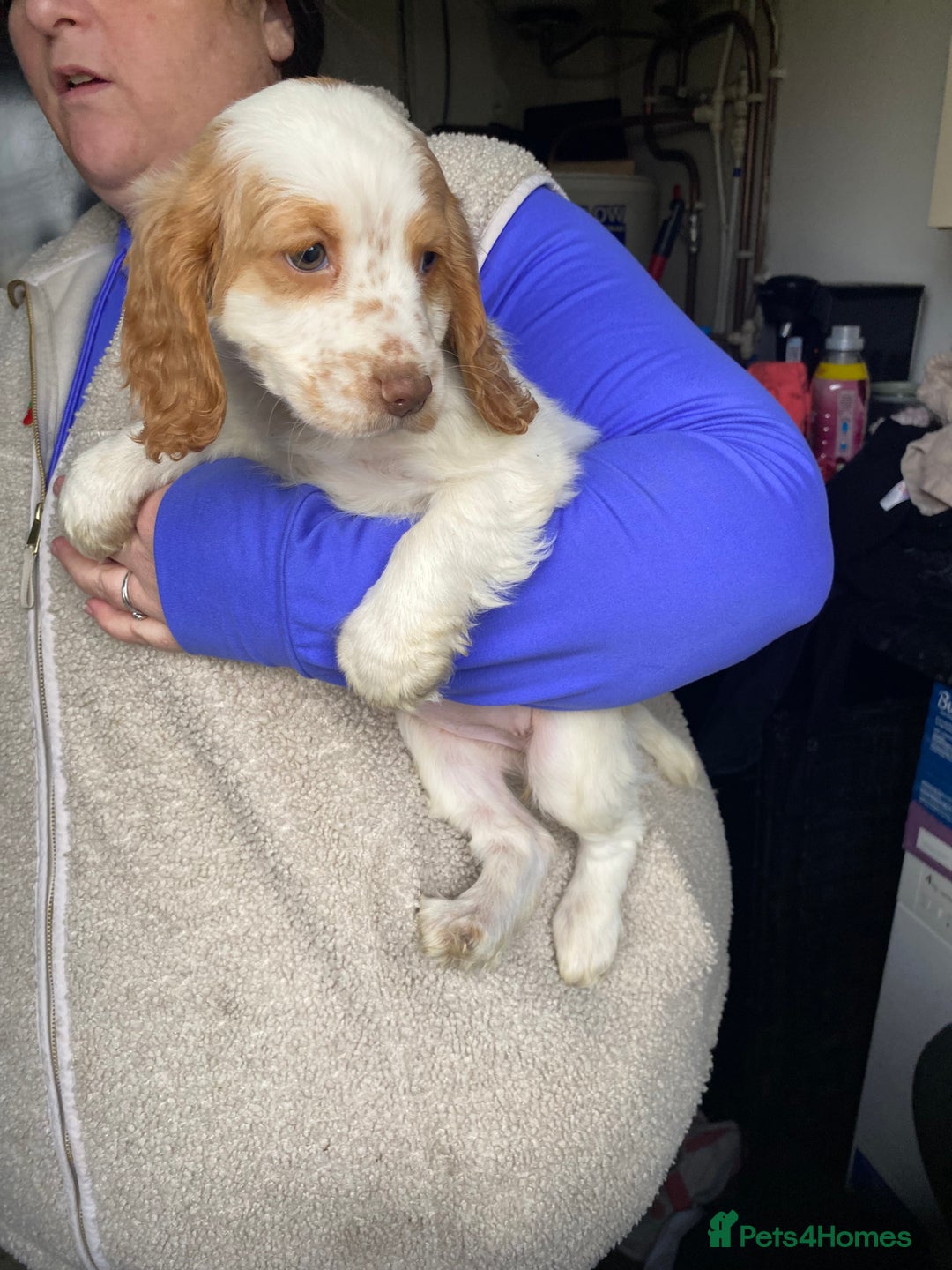 Cocker Spaniel dogs for sale: My pups🐾 fection show type cocker spaniel  - Advert 4