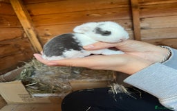 French Lop rabbits for sale: 🩵Stunning litter pure bred blue eye French lops🩵 - Image 24